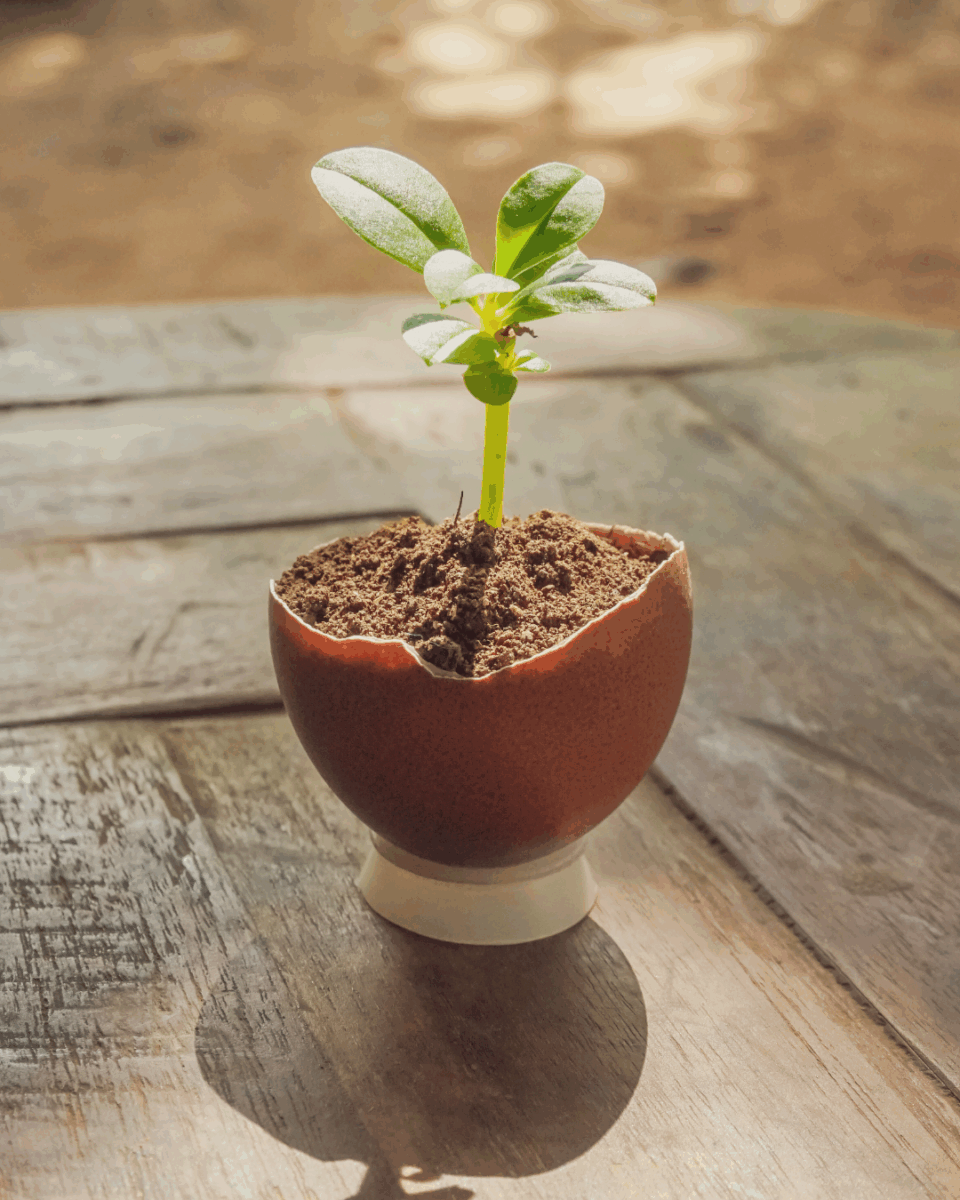 plant seedling growing in an eggshell