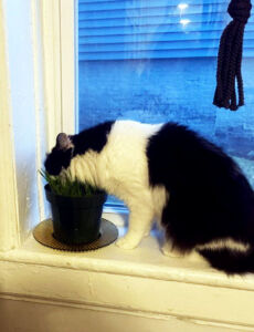 Cat Stevens Cat Grass Black and white cat with its face buried in a container of catnip
