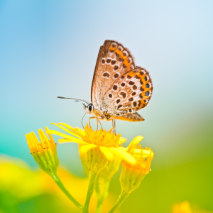 Butterfly on a yellow flower