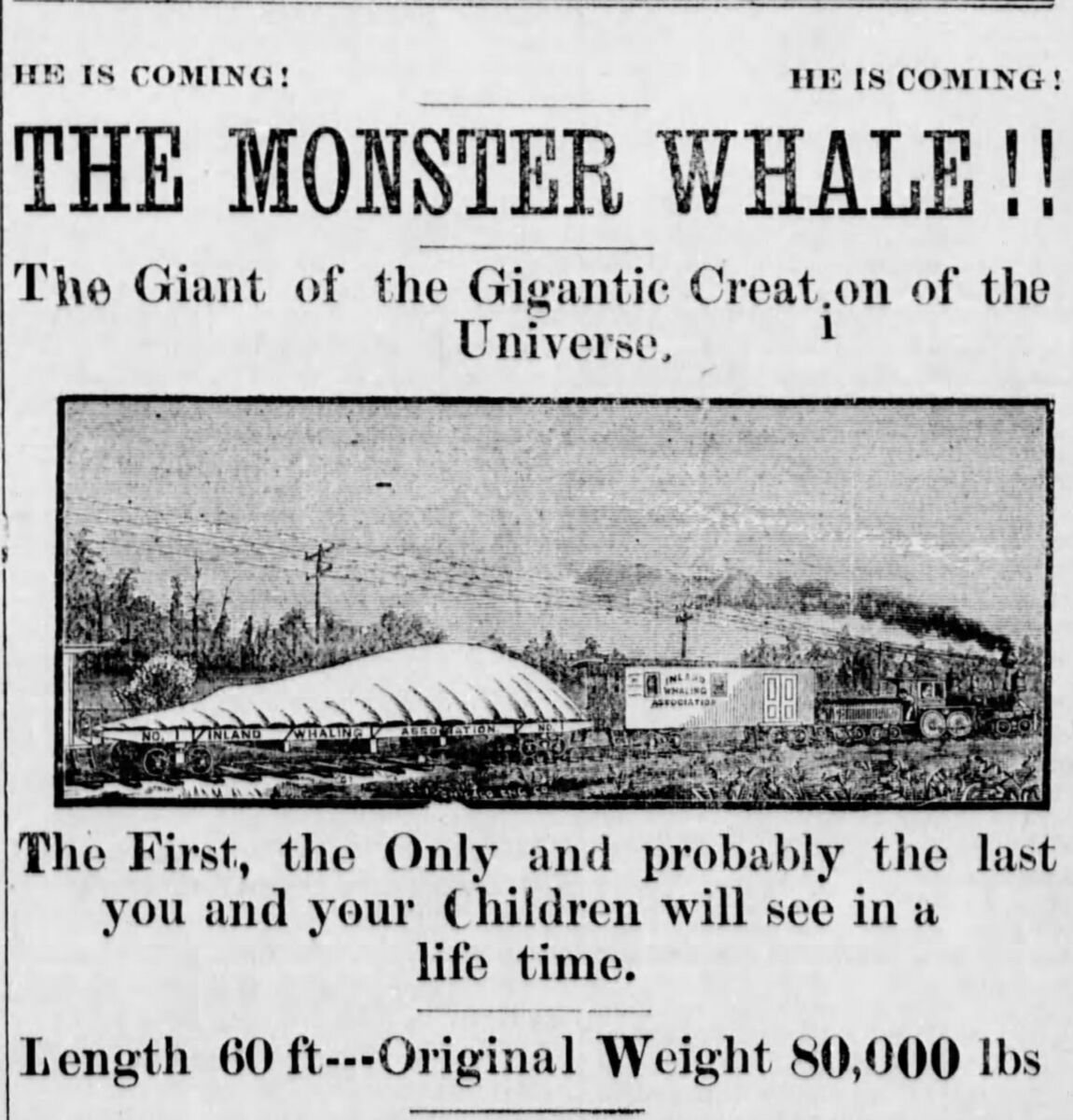 Monsterwhalead2-1881 Newspaper clipping about a giant traveling dead whale