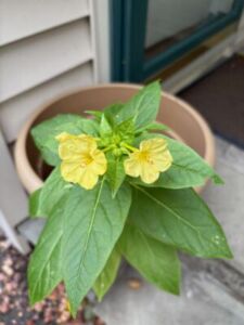 IMG_3168 Potted plant with yellow flower grown by a Seed Sowing Center patron